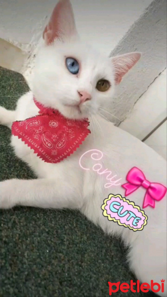 Van Kedisi, Kedi  Candy fotoğrafı