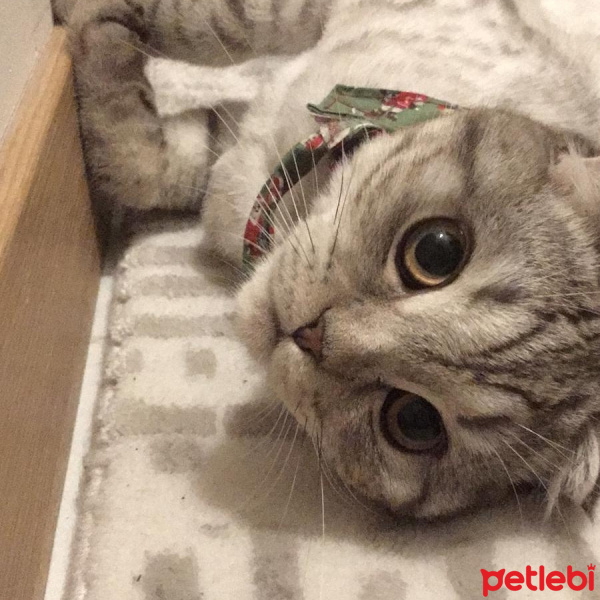 Scottish Fold, Kedi  Mia fotoğrafı