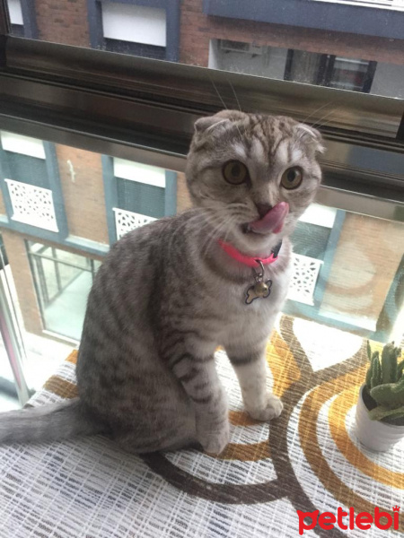 Scottish Fold, Kedi  Mia fotoğrafı