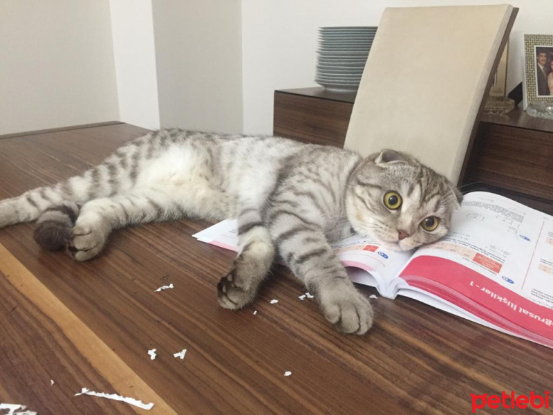 Scottish Fold, Kedi  Mia fotoğrafı