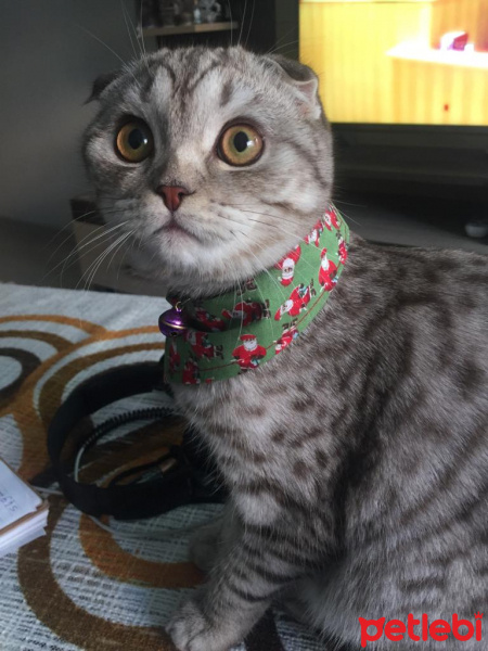 Scottish Fold, Kedi  Mia fotoğrafı