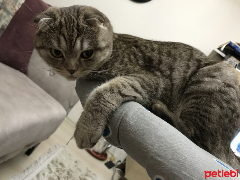 Scottish Fold, Kedi  Mia fotoğrafı