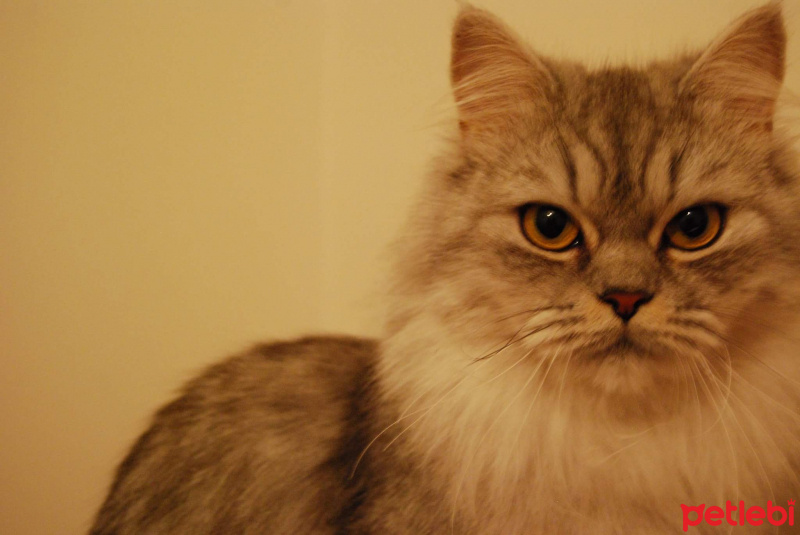 Chinchilla, Kedi  Misha fotoğrafı