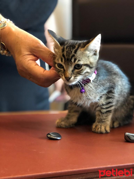Tekir Kedi, Kedi  Adini sahiplenenin koymasini isteriz fotoğrafı