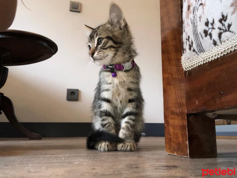 Tekir Kedi, Kedi  Adini sahiplenenin koymasini isteriz fotoğrafı