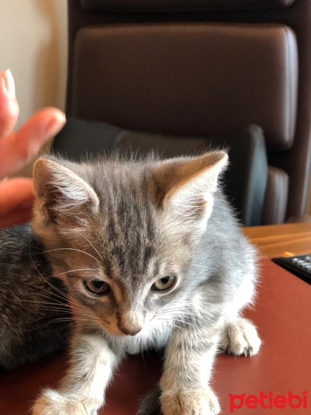 Tekir Kedi, Kedi  Adini sahiplenenin koymasini isteriz fotoğrafı