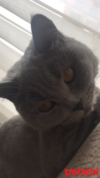 British Shorthair, Kedi  Wilma fotoğrafı