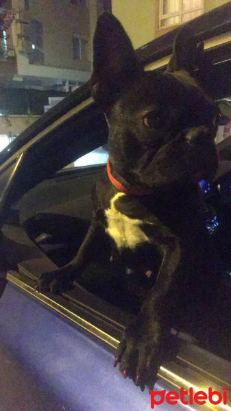 Fransız Bulldog, Köpek  Shayna fotoğrafı