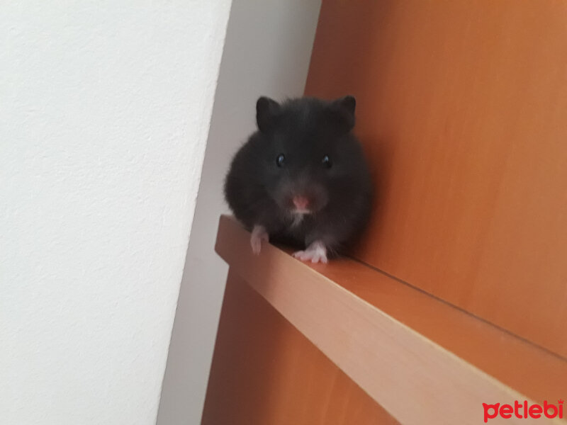 Hamster, Kemirgen  Clearance fotoğrafı