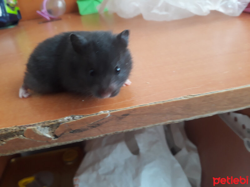 Hamster, Kemirgen  Clearance fotoğrafı