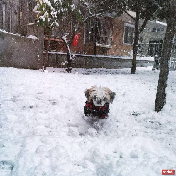 Shih Tzu, Köpek  Ivy fotoğrafı