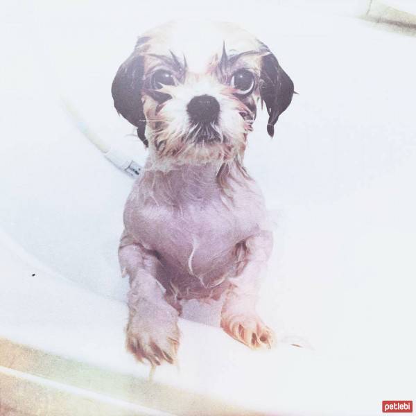 Shih Tzu, Köpek  Ivy fotoğrafı