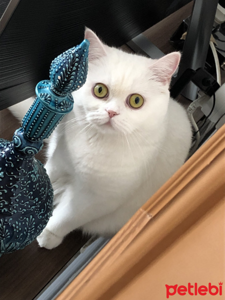 Scottish Fold, Kedi  Tadım fotoğrafı