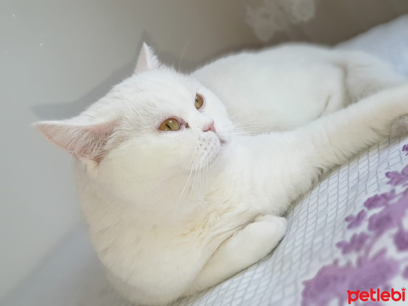Scottish Fold, Kedi  Tadım fotoğrafı