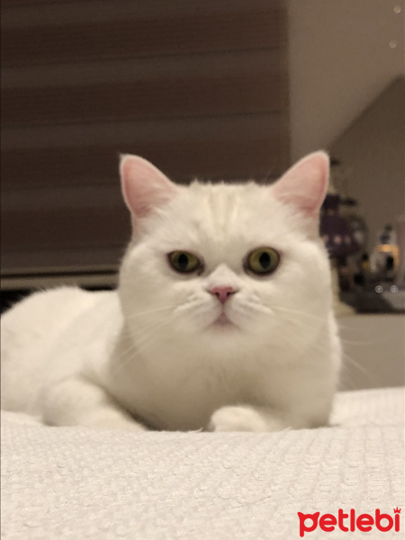 Scottish Fold, Kedi  Tadım fotoğrafı