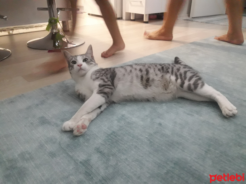 Tekir Kedi, Kedi  Şero fotoğrafı