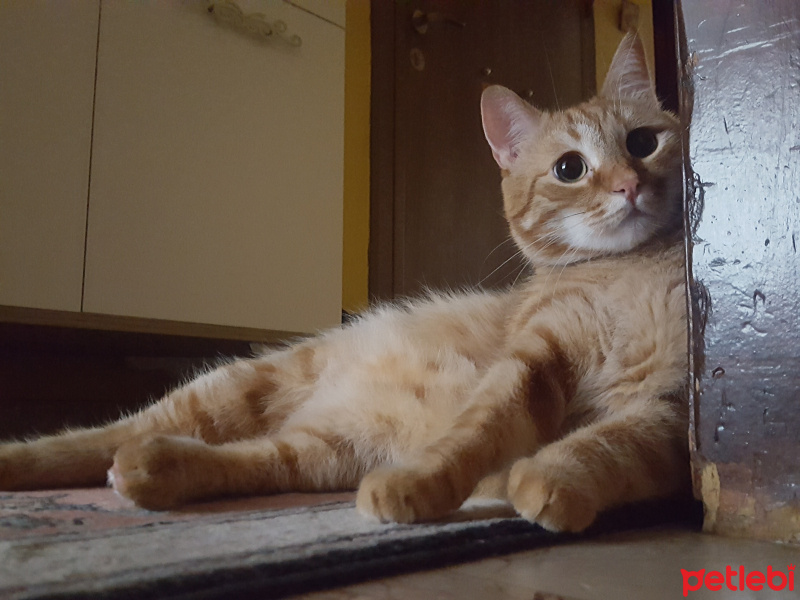 Sarman, Kedi  Ares fotoğrafı