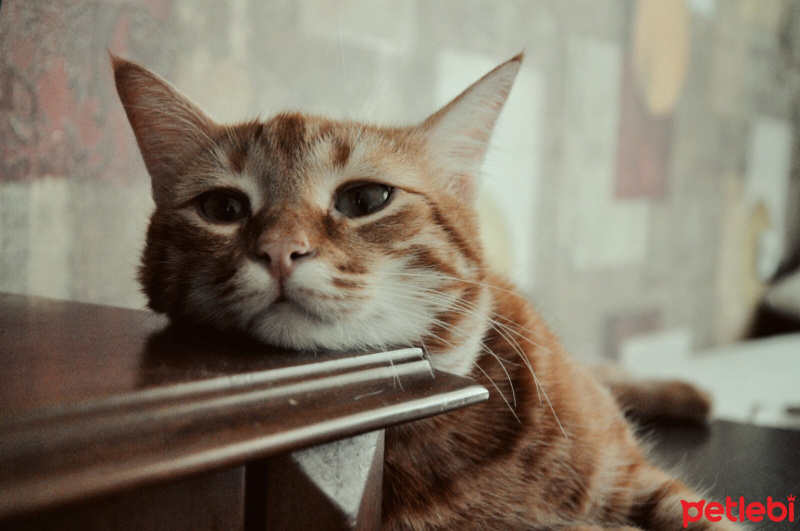 Sarman, Kedi  Ares fotoğrafı