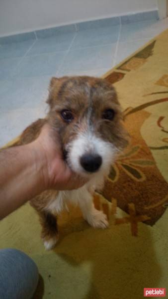 Jack Russell Terrier, Köpek  Tatli fotoğrafı