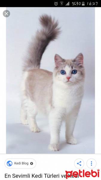 Sarman, Kedi  Yumak fotoğrafı