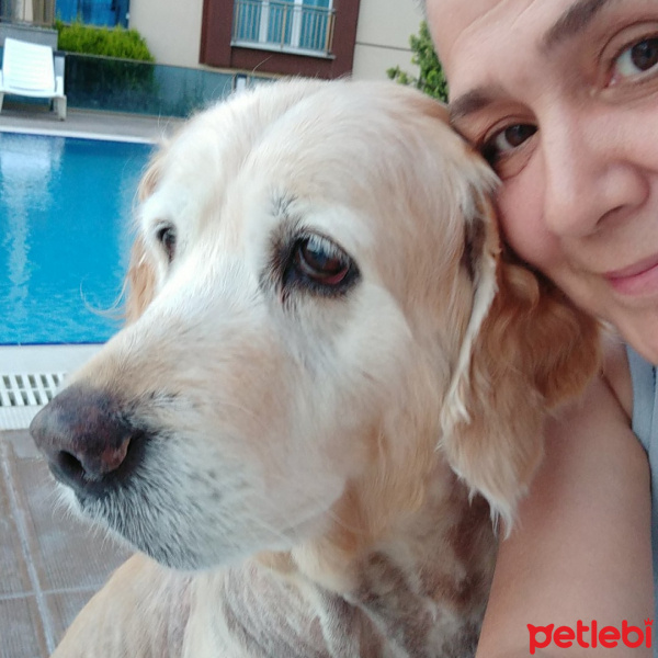 Golden Retriever, Köpek  Zuzu fotoğrafı