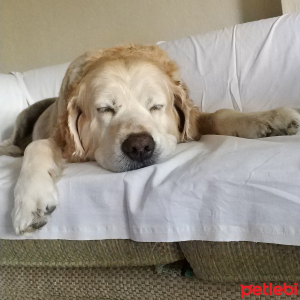 Golden Retriever, Köpek  Zuzu fotoğrafı