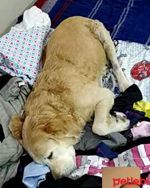 Golden Retriever, Köpek  Zuzu fotoğrafı
