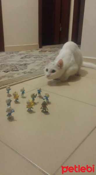 Van Kedisi, Kedi  Şansım fotoğrafı
