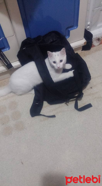 Van Kedisi, Kedi  Şansım fotoğrafı