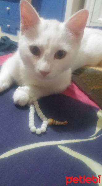 Van Kedisi, Kedi  Şansım fotoğrafı