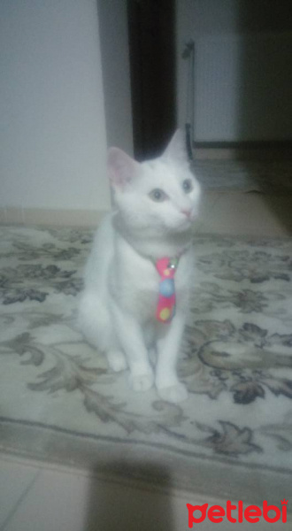 Van Kedisi, Kedi  Şansım fotoğrafı