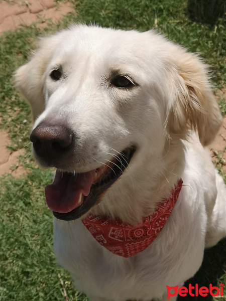 Golden Retriever, Köpek  Yumoş fotoğrafı