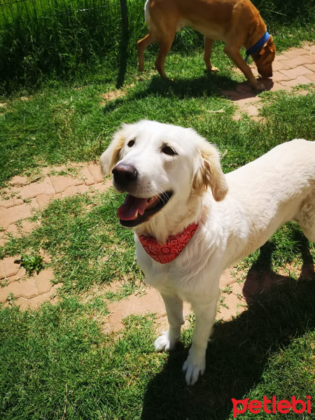 Golden Retriever, Köpek  Yumoş fotoğrafı
