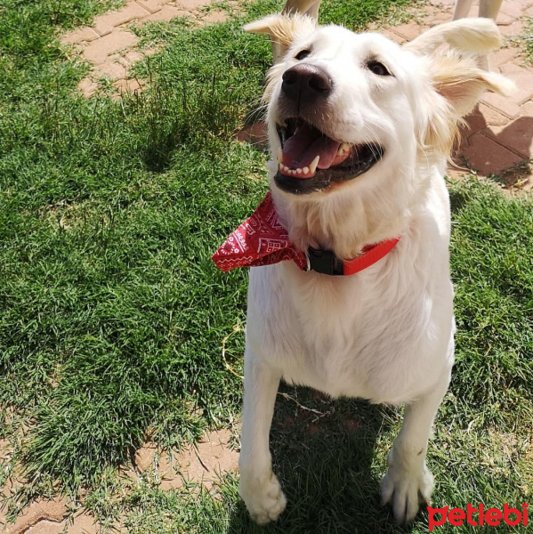 Golden Retriever, Köpek  Yumoş fotoğrafı