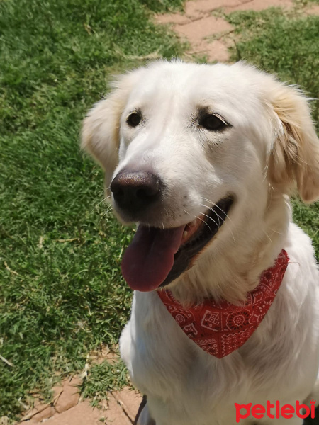 Golden Retriever, Köpek  Yumoş fotoğrafı