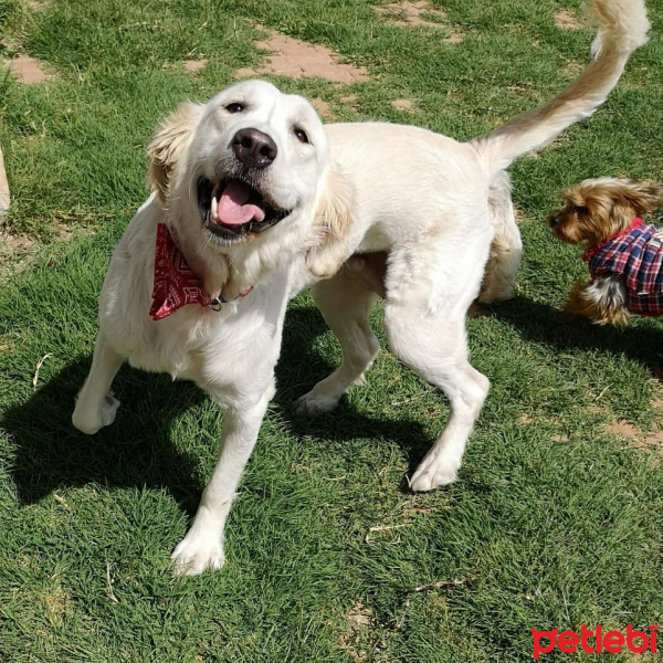 Golden Retriever, Köpek  Yumoş fotoğrafı