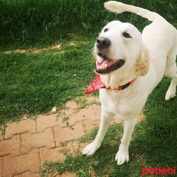 Golden Retriever, Köpek  Yumoş fotoğrafı