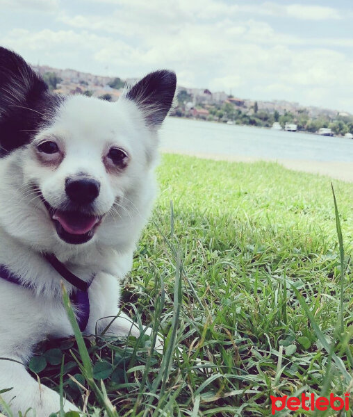 Samoyed, Köpek  Nani fotoğrafı