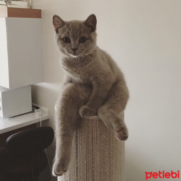 British Shorthair, Kedi  Leo fotoğrafı