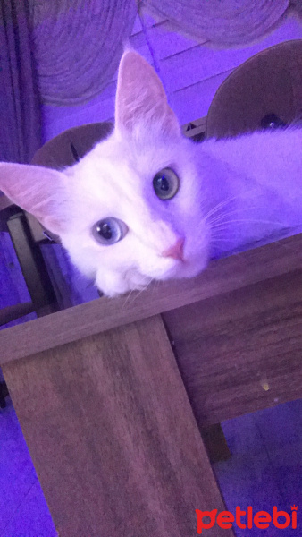 Van Kedisi, Kedi  Pakize fotoğrafı