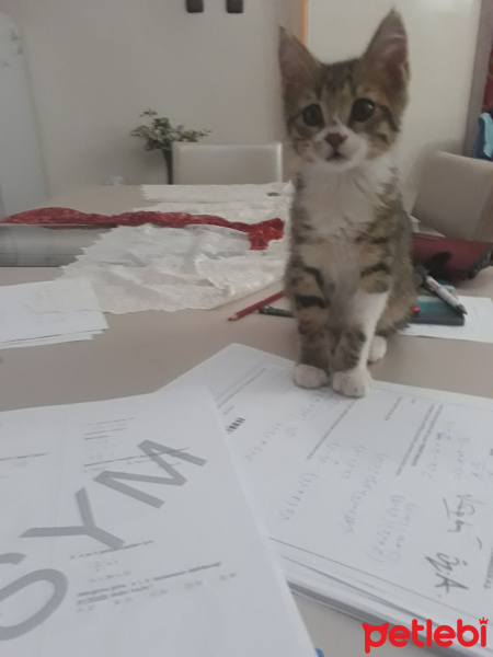 Tekir Kedi, Kedi  Minnoş fotoğrafı