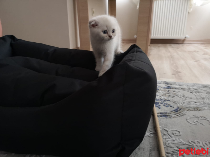 Scottish Fold, Kedi  Duman fotoğrafı