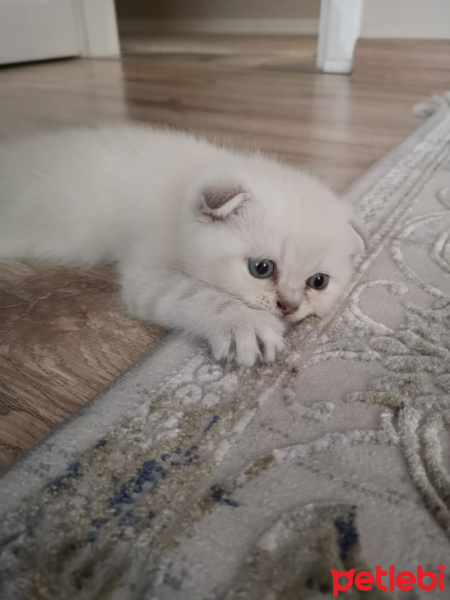 Scottish Fold, Kedi  Duman fotoğrafı