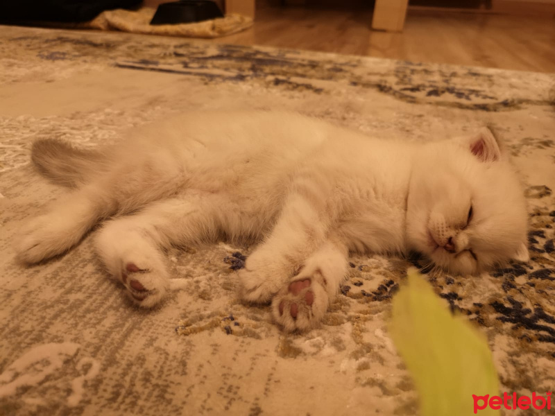 Scottish Fold, Kedi  Duman fotoğrafı
