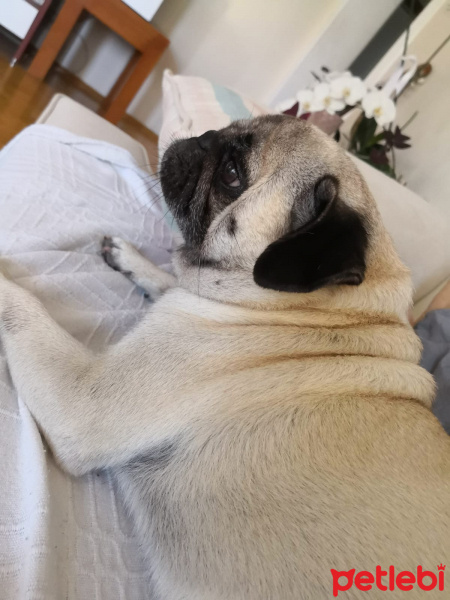 Pug, Köpek  Ponçik fotoğrafı