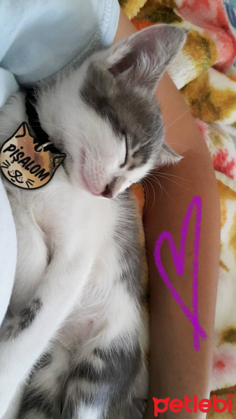 Tekir Kedi, Kedi  Pişalom fotoğrafı