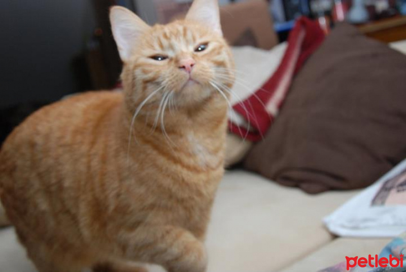 British Shorthair, Kedi  Lady Speedy Gonzales fotoğrafı