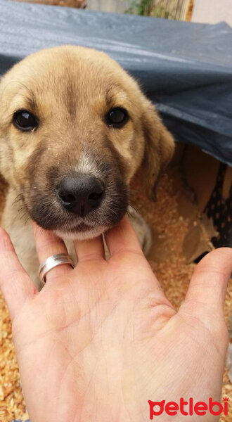 Sokö (Sokak Köpeği), Köpek  Carla fotoğrafı