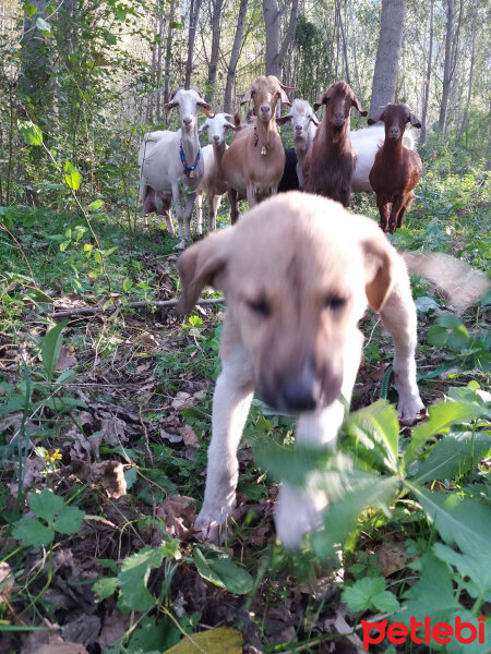 Sokö (Sokak Köpeği), Köpek  Carla fotoğrafı