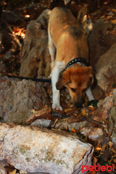 Sokö (Sokak Köpeği), Köpek  Carla fotoğrafı